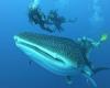 Do sharks hold the key to saving the planet from global...