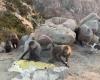 A funny video of monkeys in Taif eating, roaming the high...