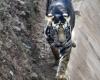 Ultra-rare BLACK tiger discovered in India: stunned animal lover photographs predator