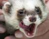Denmark to sacrifice weasels for coronavirus mutation