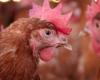 Second laying farm with bird flu in Puiflijk