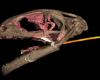 Strange, extinct amphibians had rapid-fire slingshots