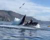 Moments of horror … a humpback whale flips a boat with...