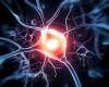 Bioconductive ink with neuron growth offers hope for people with nerve...