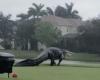 Giant alligator appears with Storm Eta