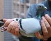Most expensive pigeon ever in Europe auctioned: 1.6 million for Ant...