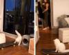 Viral TikTok: cat grabs a skateboard without permission and surprises with...