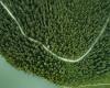 China’s forests that absorb more pollutants than previously thought | ...