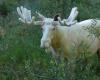 In Canada, a very rare white elk was shot by hunters