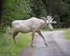 Hunters kill rare white elk, sacred figure of Indigenous peoples