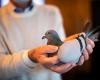 Carrier pigeon sells for $ 1.9 million and breaks record