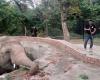 ‘Loneliest Elephant in the World’ Comes to Cambodia After the Cher...