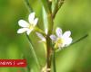 A rare plant discovered in a “ghost pond” in Britain a...