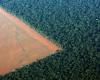 Brazil: eleven thousand square kilometers of rainforest cut down