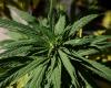 UN Commission approves to remove marijuana from list of drugs considered...