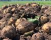 Unknown variant of potato blight discovered in Stadskanaal