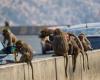 News 24 | After citizens’ complaints about baboons… Wildlife: We...