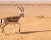 Saudi authorities release wild species in reserve to restore ecological balance