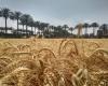 Conflict between world’s top wheat exporters may raise Egypt’s costs by $955m