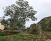 Sycamore Gap: Teen arrested after famous tree ‘deliberately felled’