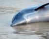 More than 100 dolphins dead in Amazon as water hits 102 degrees Fahrenheit