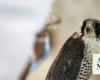 $80,000 peregrine falcon steals the show in Riyadh auction