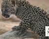 Arabian leopard Conservation Breeding Programme welcomes 7 new cubs