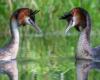 Bird of Century: Pūteketeke wins NZ poll after campaign by John Oliver