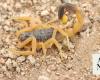 New scorpion species discovered in Saudi Arabia