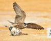 King Abdulaziz Falconry Festival soars high