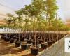 Red Sea Global nursery cultivates over 5m plants 
