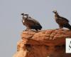 New global bird hotspots unveiled in Saudi Arabia