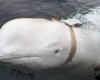 Alleged Russian ‘spy’ whale now in Swedish waters