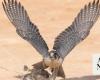 Saudi Arabia to hold most expensive falcon award competition at AlUla