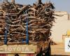 Saudi environmental center warns against logging