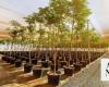 Saudi Arabia to plant 12m trees, shrubs in 2024