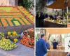 AlUla Citrus Festival spotlights agricultural riches