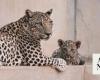 Catwalk aims to preserve Arabian leopards in Saudi Arabia