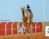 Samlah records fastest time on first day of Jatha category at Custodian of the Two Holy Mosques Camel Festival