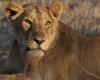Indian zoo ordered to change lions’ 'blasphemous' names