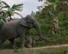 Bangladesh's critically endangered Asian elephants get court protection