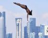 Bahrain to host World Aquatics High Diving World Cup for first time