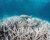 Great Barrier Reef: New mass bleaching event hits World Heritage site
