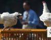 Lack of immunity raises risk of bird flu pandemic, EFSA says