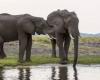 Botswana offers to send 20,000 elephants to Germany