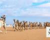 Saudi Arabia takes part in 3rd annual international Camel Parade in Paris