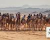AlUla Camel Cup promises a one-of-a-kind experience