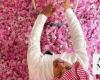 Scent of success as Saudi Arabia aims for 2bn roses