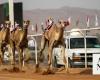 AlUla Camel Cup concludes with record prize money