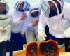 Saudi Reef program provides $37.3m of support to Kingdom’s honey industry